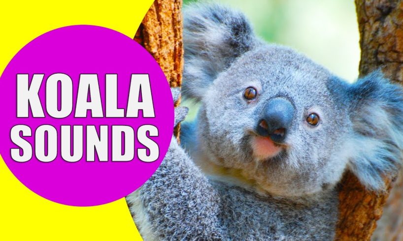 KOALA SOUNDS | Learn Animals with Kiddopedia #Shorts