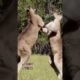Kangaroo Fight #2 Funny Animal Fights