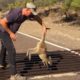 Kangaroo Saved From Storm Drain | SuperHeroes IRL