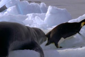 Leopard Seal Kills Emperor Penguin | Blue Planet | BBC Earth