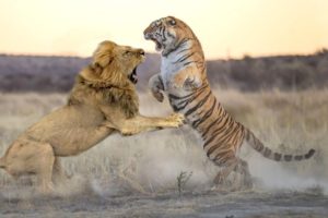 Lion VS Tiger -  Who will win in a fight ?