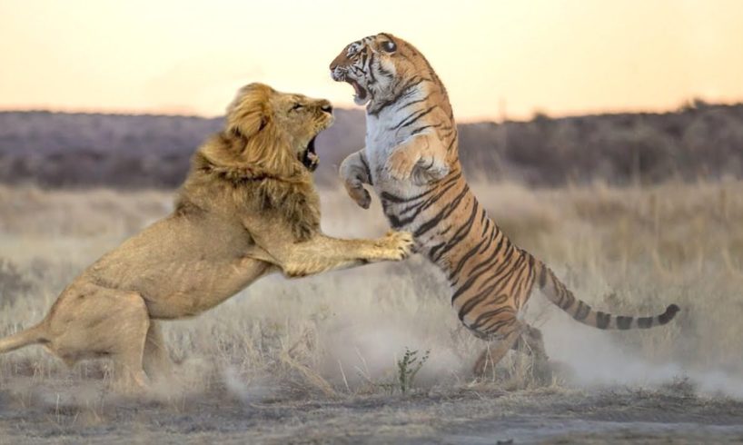 Lion VS Tiger -  Who will win in a fight ?