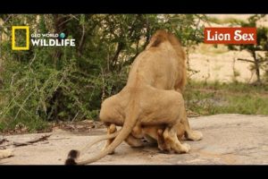 Lion sex | Wild Animals mating documentary on YouTube | geo World _ Wildlife animals channel