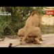 Lion sex | Wild Animals mating documentary on YouTube | geo World _ Wildlife animals channel
