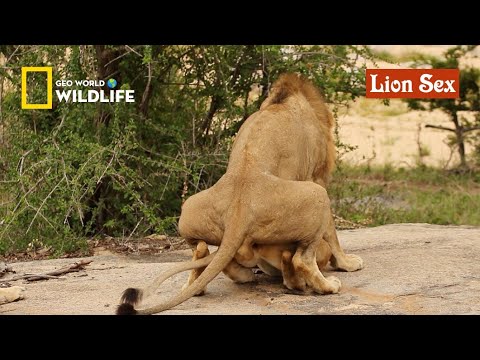 Lion sex | Wild Animals mating documentary on YouTube | geo World _ Wildlife animals channel