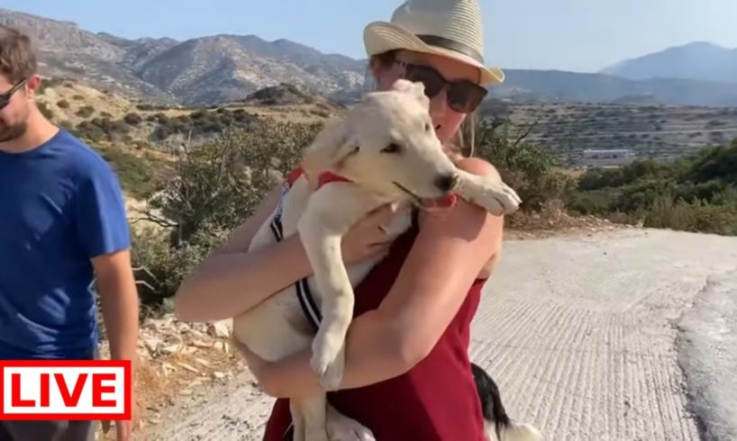 Little Daisy's brother Aro got adopted - Takis Shelter