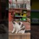 Little Kitten Playing | Funny Animals Video #shorts