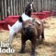 Lonely Baby Rhino Starts Wrestling With A Goat  | The Dodo Odd Couples