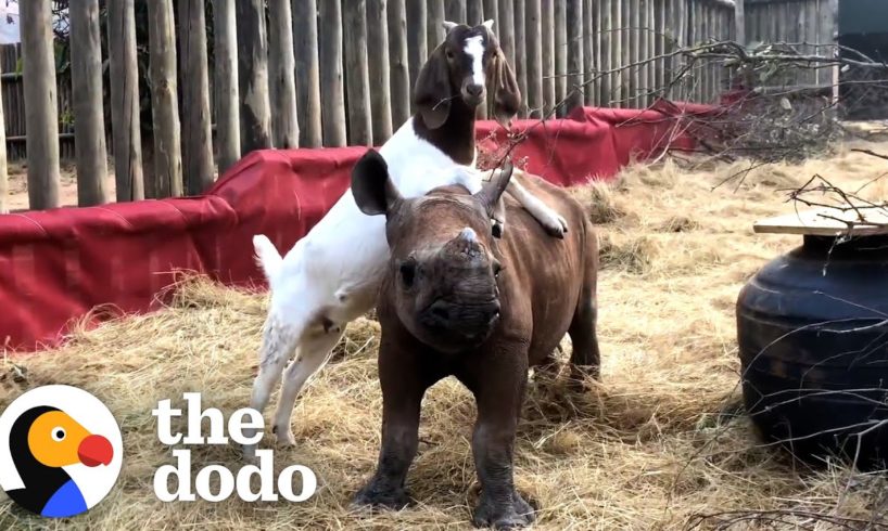 Lonely Baby Rhino Starts Wrestling With A Goat  | The Dodo Odd Couples