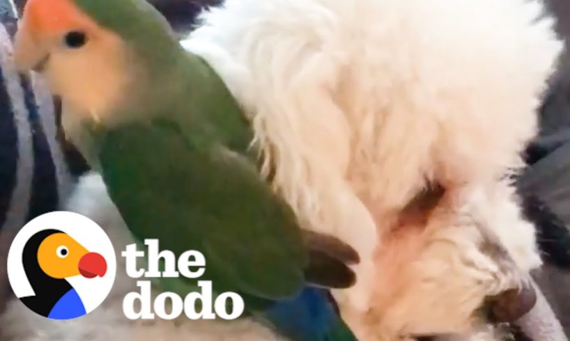 Lovebird Rides His Dog Sister Around The House | The Dodo Odd Couples
