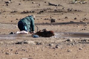 Man Rescues Impala From Mud