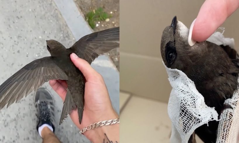Man Rescues Swift And Gets It Back To Full Health