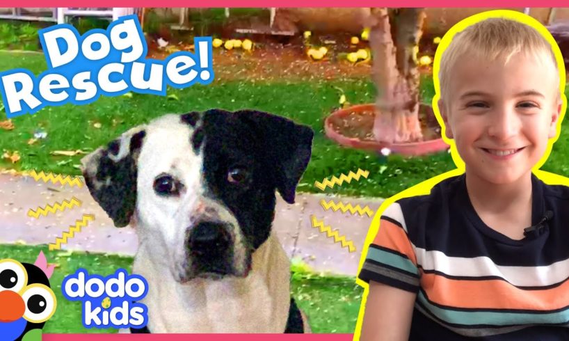 Mark The Dog Is Afraid Of Everything Except Hamburgers | Animal Videos For Kids | Dodo Kids