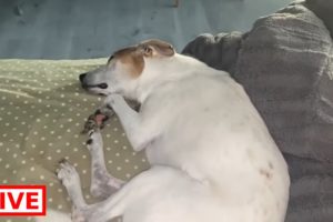 Mickey is dreaming - Takis Shelter