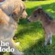 Mini Horse Tries So Hard To Make His Very First Friend | The Dodo Little But Fierce