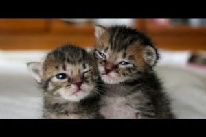 Mom gives birth to 6 of the CUTEST Baby Kittens!! ?(WARNING: CUTE)