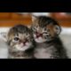 Mom gives birth to 6 of the CUTEST Baby Kittens!! ?(WARNING: CUTE)