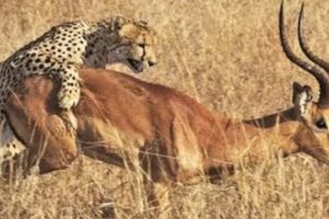 Moments Of Wild Animal Fights Cheetahs Attack Antelopes And Ostrich - Animals Attack