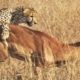 Moments Of Wild Animal Fights Cheetahs Attack Antelopes And Ostrich - Animals Attack