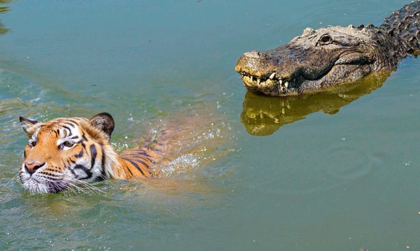 Moments When Big Cats Face the Crocodile