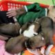Monkey Mimi takes care of cute puppies