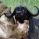 Mother Buffalo kills old Lion who try to eat her baby, Harsh Life of Wild Animals