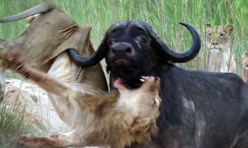 Mother Buffalo kills old Lion who try to eat her baby, Harsh Life of Wild Animals