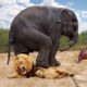 Mother Elephant Sacrifices Himself To Save Her Baby From Lion Hunting - Animals Can Take Down Lion