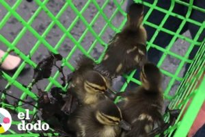 Mujer rescata patitos perdidos de una alcantarilla | El Dodo