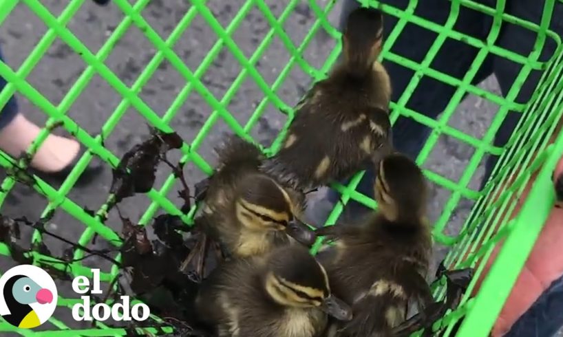 Mujer rescata patitos perdidos de una alcantarilla | El Dodo