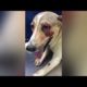 My Few Animal Rescues |Injured and Abused Animals | Animal welfare |Dogs & Cats |Humanity#Who #vlogs