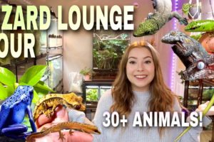 My NEW Reptile Room Tour! My Lizard Lounge (30+ Animals!)