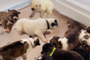 My Rescued Husky Puppies Learn to Walk for the First Time!