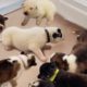 My Rescued Husky Puppies Learn to Walk for the First Time!