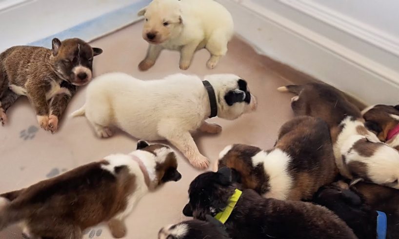 My Rescued Husky Puppies Learn to Walk for the First Time!