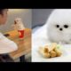 NEW cute puppies💖 | Funny puppy #funny #cute #must