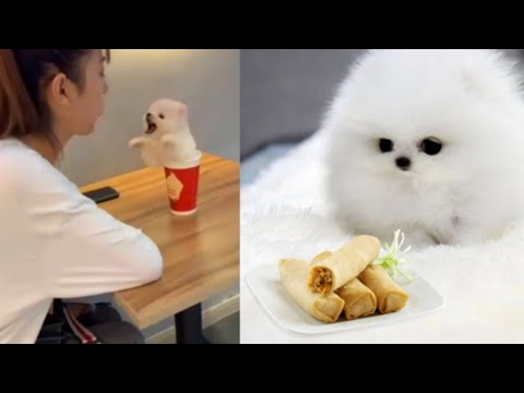 NEW cute puppies💖 | Funny puppy #funny #cute #must