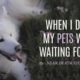 Narrated NDE Pet Stories | Near Death Experience Compilation