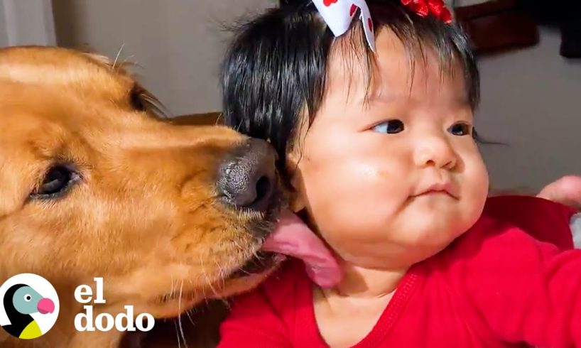 Niña y su hermano mayor golden retriever tienen la relación más dulce | El Dodo