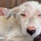 Niños rescatan a un cachorrito que vive solo | El Dodo