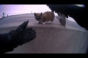 North Kansas City police officer rescues tiny kitten from median wall on I-29
