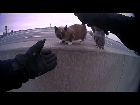 North Kansas City police officer rescues tiny kitten from median wall on I-29