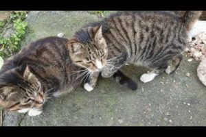Not hungry cats. Gave some food. rescue animals,animals,cats,rescue cats,abandoned kittens