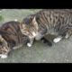 Not hungry cats. Gave some food. rescue animals,animals,cats,rescue cats,abandoned kittens