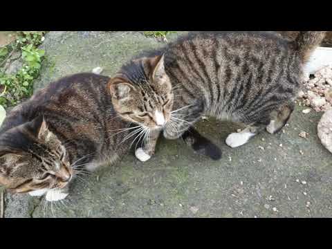 Not hungry cats. Gave some food. rescue animals,animals,cats,rescue cats,abandoned kittens