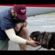 OBP: W Rescue Mission Update SPCA International | Global Animal Rescue | SPCA International