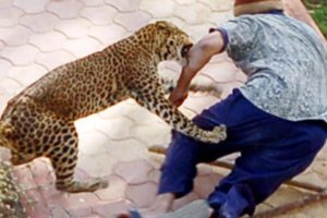 OMG ! Amazing Wild Animals Attacks - Leopard Attacks Human | Wild Animal Fights Caught On Camera