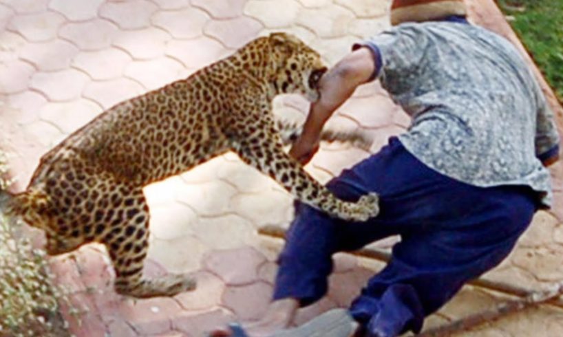 OMG ! Amazing Wild Animals Attacks - Leopard Attacks Human | Wild Animal Fights Caught On Camera