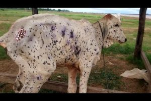 Omg ! Maggots & Рarasite Eat This Little Cow Alive - Animal Video