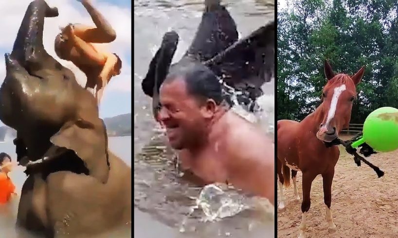 Ozzy Man Reviews: When Animals Fight Back #8